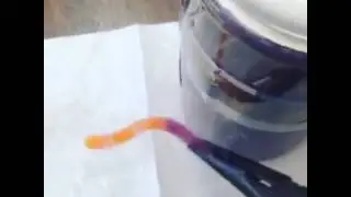 Ductile to Brittle Transition of jellyworms (and other materials)