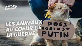 Les animaux face à la guerre