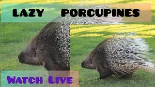 ADORABLE  PORCUPINE  MOMENTS #animals #animals #animallover #animales #zoo #zooanimals #zoolife #🇩🇪
