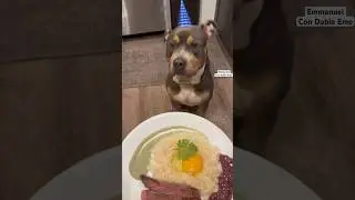 ¡Debes saber esto! 🤪🐕 