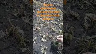Мороз уничтожил урожай Гречихи в Оренбургской области