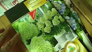 Метельчатые гортензии новые сорта