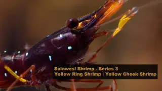 Detailed Explanation Series of Sulawesi Shrimp ③ - Yellow Ring Shrimp | Yellow Cheek Shrimp | 4K