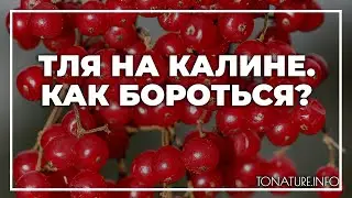 Тля на калине, что делать, как бороться? | toNature.Info