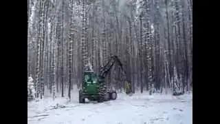 первое дерево ср в б 44 29 01 2010