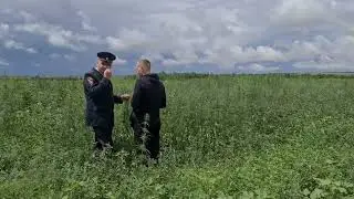 Плантация конопли под Мелитополем