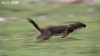 BBC | Life - Stoat kills rabbit ten times its size (Korean Subtitle)