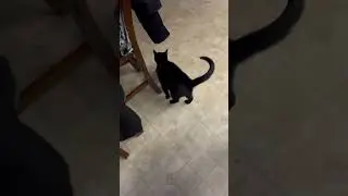 Cat took my glove! #epiccatfights #kitten #funnycatfight #cute #catvideos
