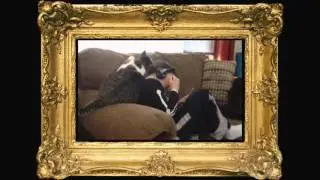 Cat sought to endear himself & Kendini sevdirmeye çalışan kedi