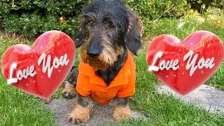 Dachshund Teddy wants to say thank you ❤️❤️❤️