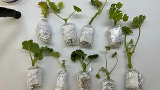 Посылка с Пеларгонией. Распаковка и посадка
