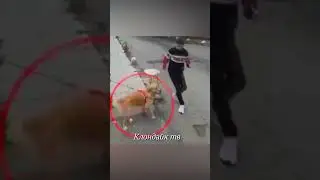 Он пытался избавиться от собаки  