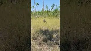 #camouflage #camo Camouflage in the Everglades