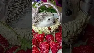 Моя ягодка🍓🍓🍓