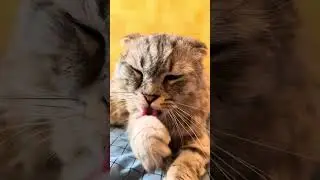 Что нельзя давать кошкам