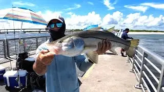 Florida's BEST Eating Fish...Catch Clean Cook -Snook (Mullet Run)