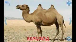 Животные. Изучаем животных. Домашние и дикие животные в картинках.