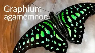 Бабочка Графиум Агамемнон (GRAPHIUM AGAMEMNON)