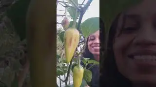 Organic chilli #garden #gardentips #gardenviewpoint
