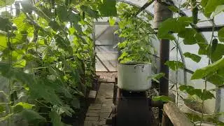 Как просто вырастить огурцы в октябре.