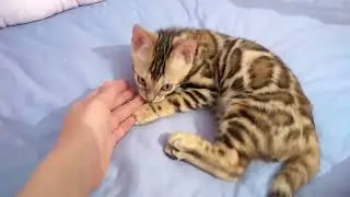 бенгальские котятки