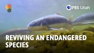Something Fishy: Reviving an Endangered Species [FULL SEGMENT: This Is Utah S5E1]