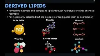 Lipids: Glycerophospholipids, Sphingolipids, Steroids, Lipoproteins, Cholesterol, Bile Salt, etc.