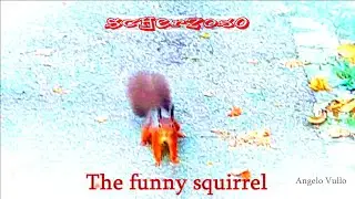 The funny squirrel