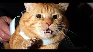 Sahibine Saldıran Kedi