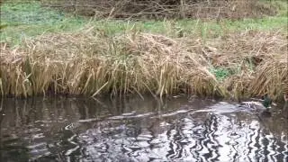Visite au marais des bannes à Boirs