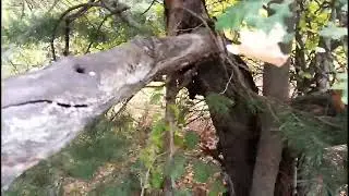 У деревьев тоже активная жизнь,только в десять раза медленней!!!