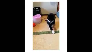 The second cat has my heart😁😁