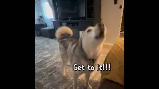 She Needs A 12 Step Program... #itsahuskything #adorable #dramaqueen #huskytude #talkinghusky
