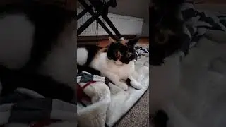 Hoomans! What have you done?!! 🤣🤣🤣