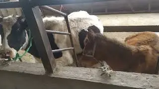 Жаны сарай ишке кирди