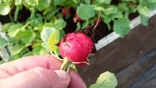 редис на 1 апреля