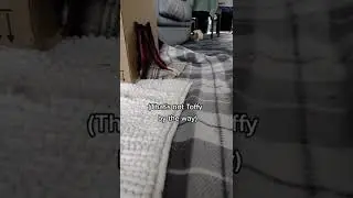 Interacting with guinea pigs