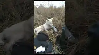 Нордик)) Пёс умотался на охоте))