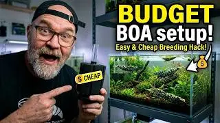 How To Setup A Boa Shrimp Tank: Breeder And Growout Setup - Step By Step