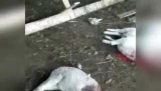 Тот самый волк наводивщий  ужас