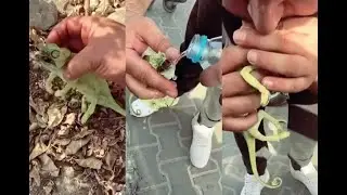Man Revives Dead Chameleon With Mouth To Mouth Breathing, CPR, Lot Of Care: Watch Video || viral vid