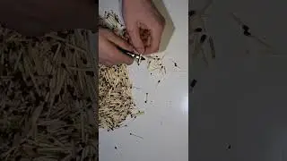 Paqildoq tayyorlash Paqildoq tayyorlash #shorts #shortvideo #tayyorlash #yasash #paqildoq