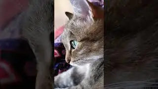 Кошачья мудрость #котики #озвучка #юмор