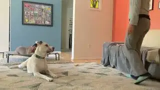 Cucumber & Duke: Training “Stay” with Distractions at Home