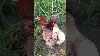 wyandotte 🐓🐓🐔 