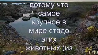 Интересные факты о Таймырском заповеднике