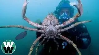 10 Creepiest Sea Creatures You Never Knew Existed!