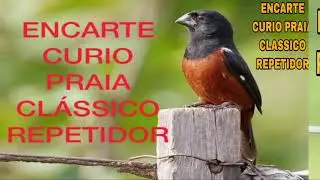 Curio cantando Encarte Curio praia Clássico Repetidor com intervalo e som de cascata