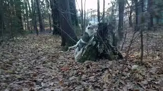 Лес поздней осенью   прогулка