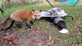 Throwback Thursday with Franny Fox - Esmae - and Fox Foxington